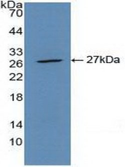 Invitrogen CD301 Polyclonal Antibody 200 &mu;L; Unconjugated:Antibodies,