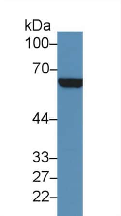 Invitrogen CD36 Polyclonal Antibody 200 &mu;L; Unconjugated:Antibodies,