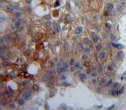 Invitrogen CD42d Polyclonal Antibody 20 &mu;L; Unconjugated:Antibodies,