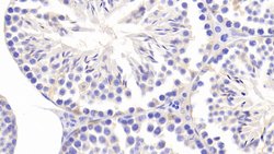 Invitrogen CCDC60 Polyclonal Antibody 20 &mu;L; Unconjugated:Antibodies,
