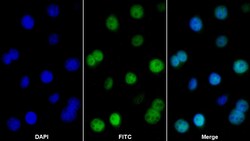 Invitrogen CIRBP Polyclonal Antibody:Antibodies:Primary Antibodies