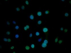 Invitrogen CIRBP Polyclonal Antibody:Antibodies:Primary Antibodies
