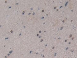 Invitrogen CIRBP Polyclonal Antibody:Antibodies:Primary Antibodies