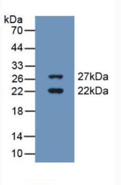 Invitrogen CIRBP Polyclonal Antibody:Antibodies:Primary Antibodies