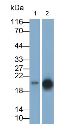 Invitrogen CIRBP Polyclonal Antibody:Antibodies:Primary Antibodies