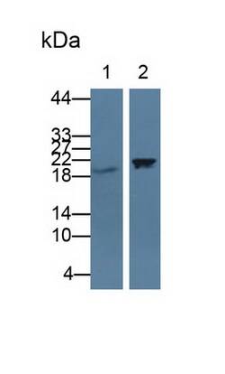 Invitrogen CIRBP Polyclonal Antibody:Antibodies:Primary Antibodies