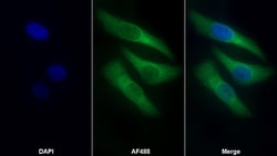 Invitrogen COL4A4 Polyclonal Antibody:Antibodies:Primary Antibodies
