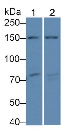 Invitrogen COL4A4 Polyclonal Antibody:Antibodies:Primary Antibodies