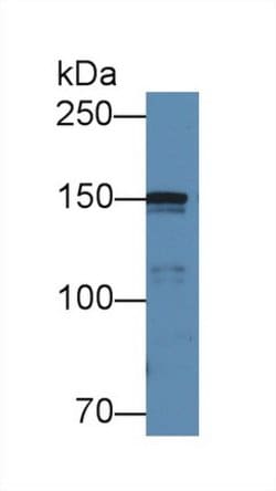 COL4A5 Polyclonal Antibody, Invitrogen 20 &mu;L; Unconjugated:Antibodies,