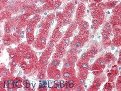 Invitrogen Complement C4b Polyclonal Antibody 20 &mu;L; Unconjugated:Antibodies,