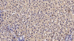 Invitrogen Complement C4b Polyclonal Antibody 20 &mu;L; Unconjugated:Antibodies,
