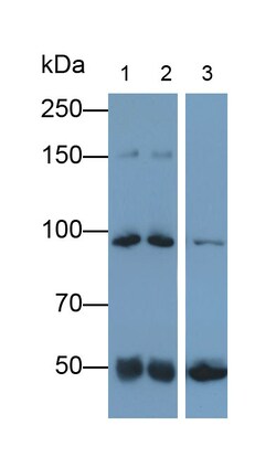 Invitrogen Complement C4b Polyclonal Antibody 20 &mu;L; Unconjugated:Antibodies,