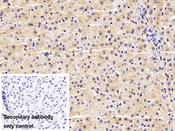 Invitrogen Complement C4b Polyclonal Antibody 20 &mu;L; Unconjugated:Antibodies,