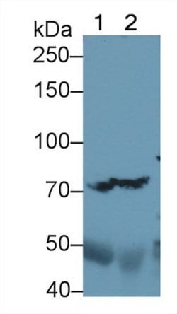 Invitrogen Complement C4b Polyclonal Antibody 20 &mu;L; Unconjugated:Antibodies,