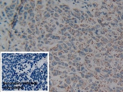 Invitrogen C1QBP Polyclonal Antibody 20 &mu;L | Buy Online | Invitrogen&trade; | Fisher Scientific