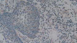 Invitrogen C1QBP Polyclonal Antibody 20 &mu;L | Buy Online | Invitrogen&trade; | Fisher Scientific