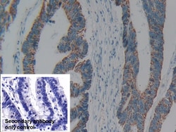 Invitrogen C1QBP Polyclonal Antibody 20 &mu;L | Buy Online | Invitrogen&trade; | Fisher Scientific
