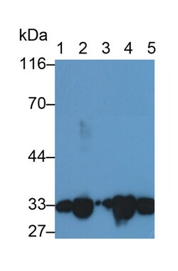 Invitrogen C1QBP Polyclonal Antibody 20 &mu;L | Buy Online | Invitrogen&trade; | Fisher Scientific
