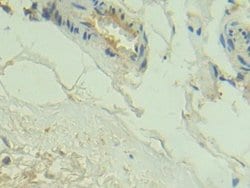 Invitrogen C2 Polyclonal Antibody 200 &mu;L; Unconjugated:Antibodies, Polyclonal