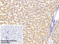 Invitrogen C2 Polyclonal Antibody 20 &mu;L; Unconjugated:Antibodies, Polyclonal