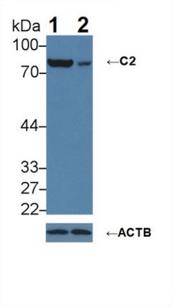 Invitrogen C2 Polyclonal Antibody 200 &mu;L; Unconjugated:Antibodies, Polyclonal