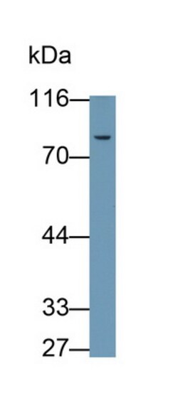 Invitrogen C2 Polyclonal Antibody 20 &mu;L; Unconjugated:Antibodies, Polyclonal