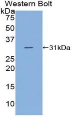 Invitrogen C2 Polyclonal Antibody 200 &mu;L; Unconjugated:Antibodies, Polyclonal