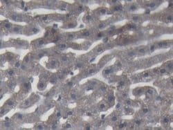 Invitrogen Complement C9 Polyclonal Antibody 20 &mu;L; Unconjugated:Antibodies,