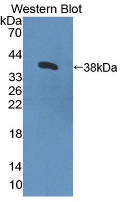 Invitrogen CNTN4 Polyclonal Antibody 20 &mu;L; Unconjugated:Antibodies,