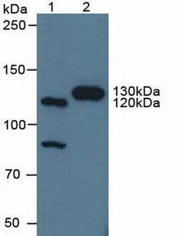 Invitrogen CNTN4 Polyclonal Antibody 20 &mu;L; Unconjugated:Antibodies,