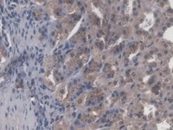 Invitrogen CBF beta Polyclonal Antibody 200 &mu;L; Unconjugated:Antibodies,