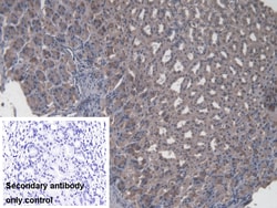 Invitrogen CBF beta Polyclonal Antibody 20 &mu;L; Unconjugated:Antibodies,