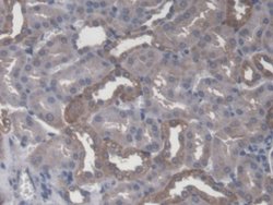 Invitrogen CBF beta Polyclonal Antibody 200 &mu;L; Unconjugated:Antibodies,