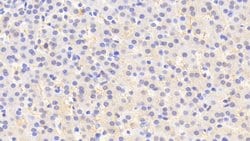 Invitrogen SERPINA6 Polyclonal Antibody:Antibodies:Primary Antibodies