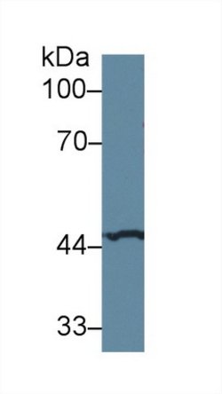 Invitrogen SERPINA6 Polyclonal Antibody:Antibodies:Primary Antibodies