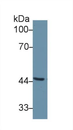 Invitrogen SERPINA6 Polyclonal Antibody 200 &mu;L; Unconjugated:Antibodies,