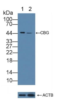 Invitrogen SERPINA6 Polyclonal Antibody:Antibodies:Primary Antibodies