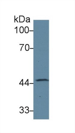 Invitrogen SERPINA6 Polyclonal Antibody:Antibodies:Primary Antibodies