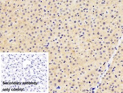 Invitrogen beta L Crystallin Polyclonal Antibody 20 &mu;L; Unconjugated:Antibodies,