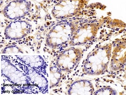 Invitrogen beta L Crystallin Polyclonal Antibody 20 &mu;L; Unconjugated:Antibodies,