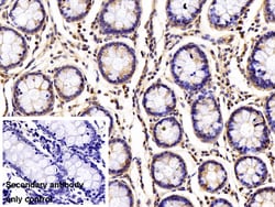 Invitrogen beta L Crystallin Polyclonal Antibody 20 &mu;L; Unconjugated:Antibodies,