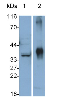 Invitrogen beta L Crystallin Polyclonal Antibody 20 &mu;L; Unconjugated:Antibodies,