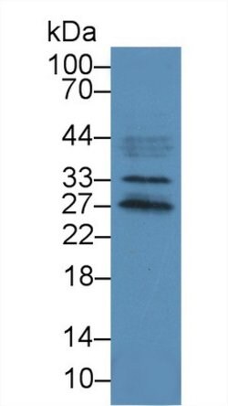 Invitrogen DCL-1 Polyclonal Antibody:Antibodies:Primary Antibodies