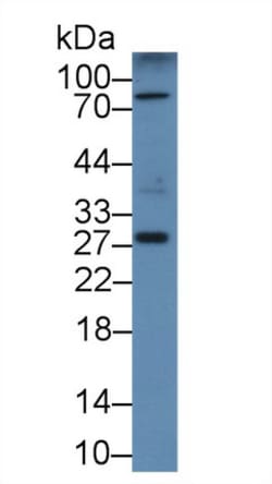 Invitrogen DCL-1 Polyclonal Antibody:Antibodies:Primary Antibodies