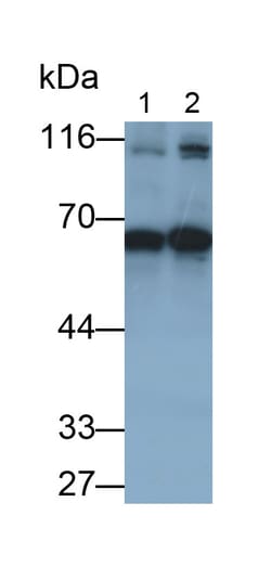 Invitrogen Cyclin B1 Polyclonal Antibody:Antibodies:Primary Antibodies