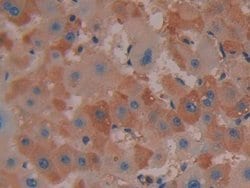 Invitrogen COX2 Polyclonal Antibody:Antibodies:Primary Antibodies