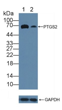 Invitrogen COX2 Polyclonal Antibody:Antibodies:Primary Antibodies