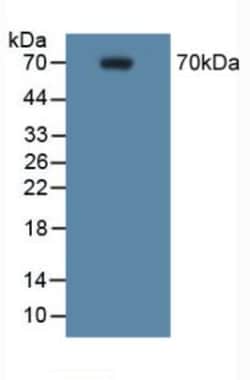 Invitrogen COX2 Polyclonal Antibody:Antibodies:Primary Antibodies
