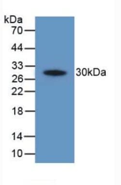 Invitrogen COX2 Polyclonal Antibody:Antibodies:Primary Antibodies