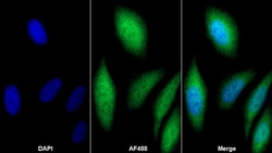 Invitrogen Cyclophilin 40 Polyclonal Antibody:Antibodies:Primary Antibodies